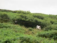 Cahergall Ringfort