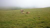 Cliffs of Moher 3