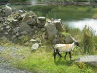 Connemara-Rundfahrt