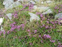 Connemara