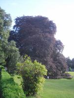 Coole Park