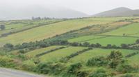Dingle