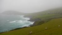 Dingle