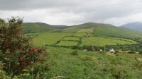 Dingle