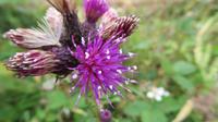 Distel