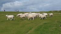 Downpatrick Head