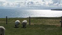 Downpatrick Head