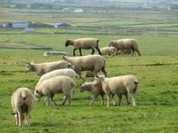 Downpatrick Head