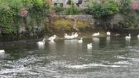 Galway