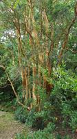 Garinish Island - 20170621_135957