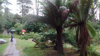 Garinish Island 