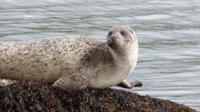 Glengarriff