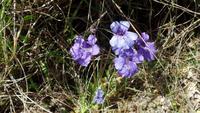 Healy Pass - Blume