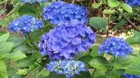 Hortensien in tollen Farben