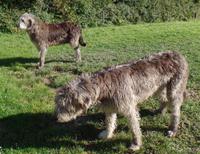 Irische Wolfshunde