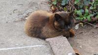 Irische schwarze Katze - ausgewaschen! 