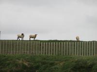 Irland 