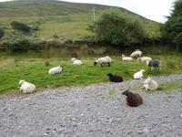 Kells Sheepfarm
