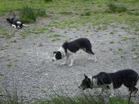 Kells Sheepfarm