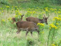 Killarney NP