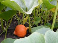Kitchen Garden