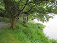 Kylemore Abbey Park