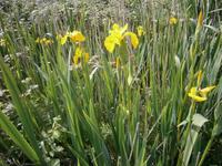 Lilien