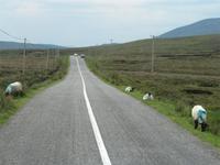 Mayo