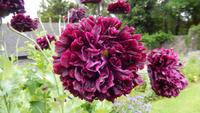 Mohn