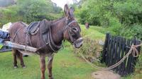Muckross Farm