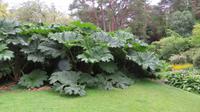 Muckross House Gunera