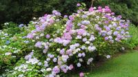 Muckross House