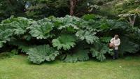 Muckross Park
