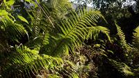 Muckross Park