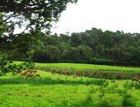 Muckross Park