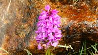 Orchidee
