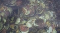 Pilgermuscheln