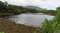 Ring of Beara