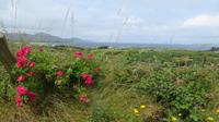 Ring of Beara
