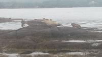 Seehunde bei der Fahrt zu Garinished island 2