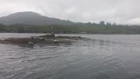 Seehunde bei der Fahrt zu Garinished island
