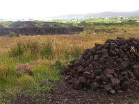 Turf