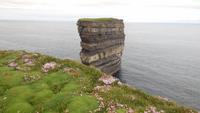 dicke Moospolster am Downpatrick-Head