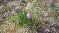 im Moor:eine seltene Orchideenart
