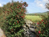 Fuchsienbüsche