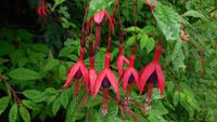 Überall Fuchsien - meterhoch