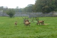 041-Coole-Park
