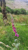044 – Irland, Glenveagh Nationalpark