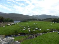 060-Killary_Harbour