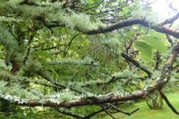 076-Coole-Park